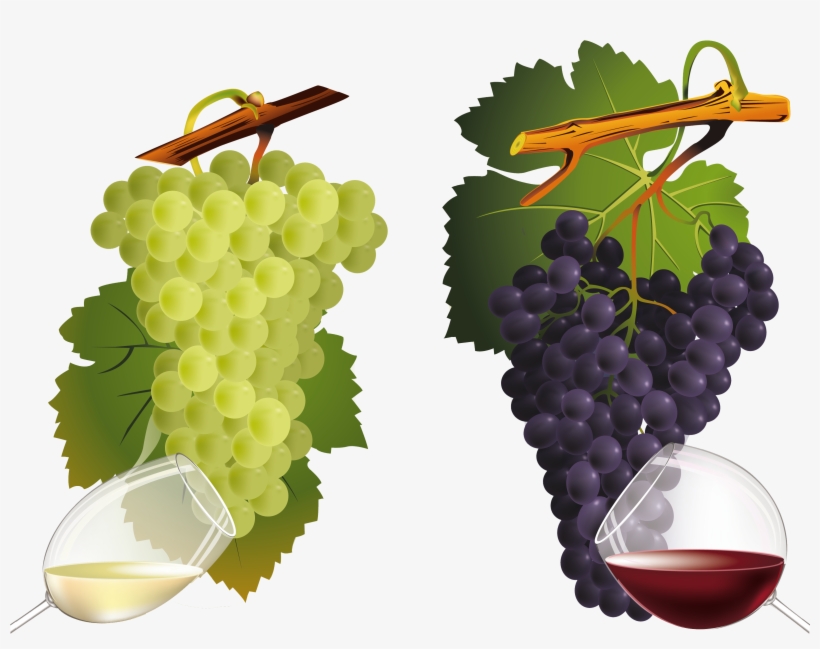 0 Af2c6 Fcb99b7f Orig - Wine Grape Grapes Vector, transparent png #4013621