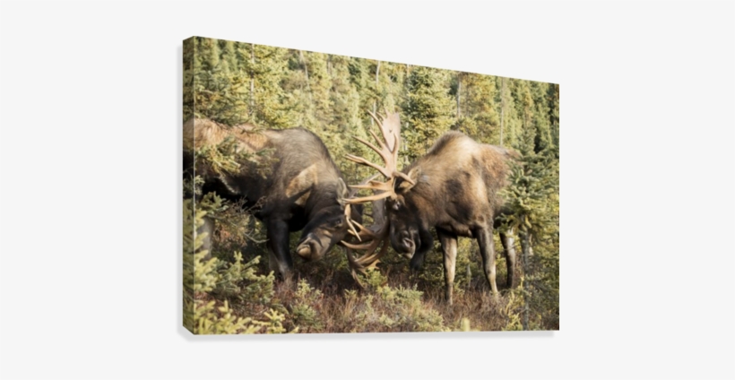 Bull Moose Fighting With Antlers In Autumn - Bull Moose (alces Alces) Fighting With Antlers, transparent png #4013739