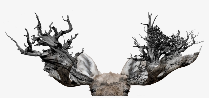 Moose Tree Antler Art - Theology And California By Fred Sanders & Jason, transparent png #4013861