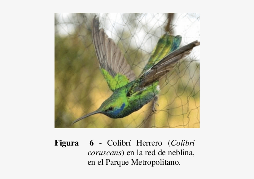 Sta Lateral De La Red De Neblina Abierta Durante Los - Universidad Internacional Del Ecuador (uide) - Quito, transparent png #4014267