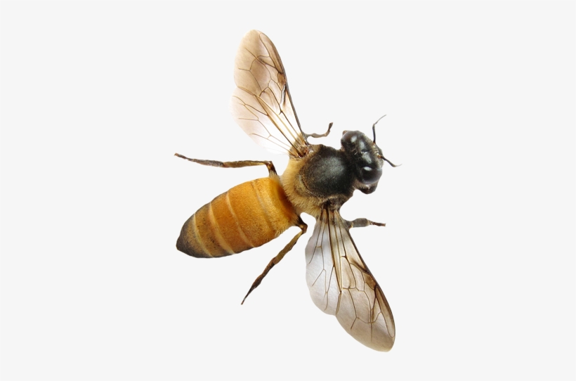 Free Icons Png - Honey Bee Wings, transparent png #4014447