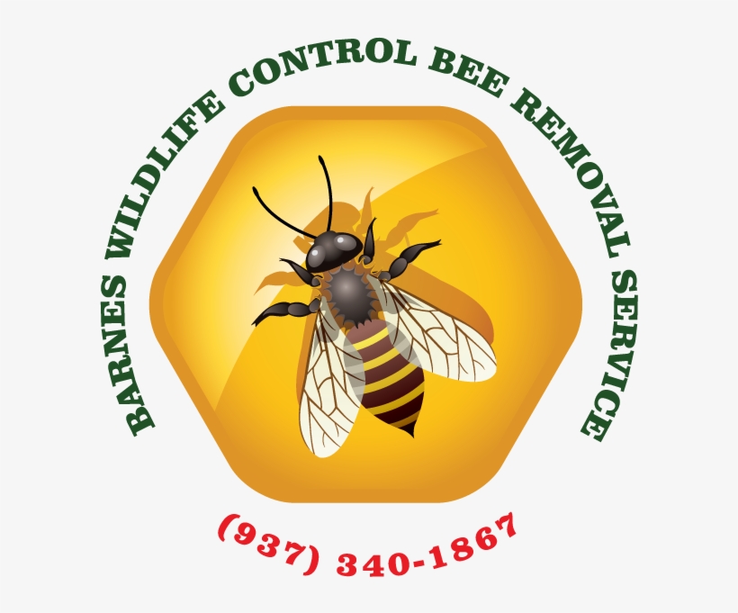 More Insights Into Bees - Bankal National High School, transparent png #4014563