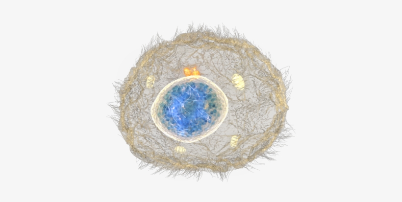 As Stem Cells Divide And Become Skin Cells, The Mature - Stem Cell No Background, transparent png #4014968