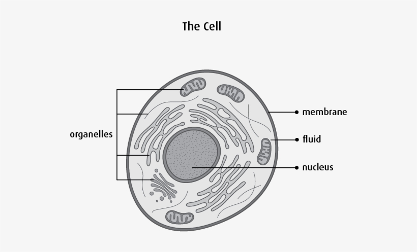 Each Chromosome Has Many Genes , Which Tell The Cell - Cellule Du Corps Humain, transparent png #4014999