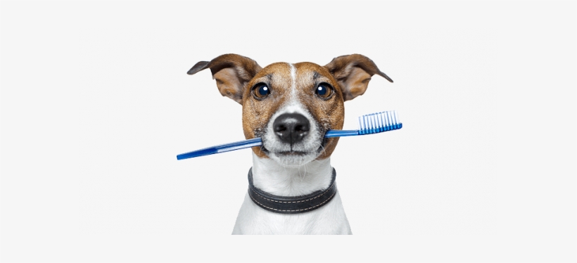 Brushing Your Pets Teeth - Social Media Ideas For Apartment Communities, transparent png #4015052