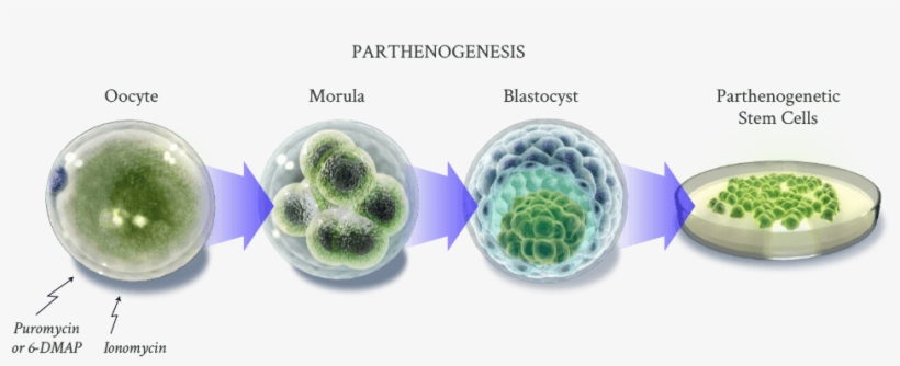 The Human Parthenogenetic Stem Cells Are Created By - Therapy, transparent png #4015225