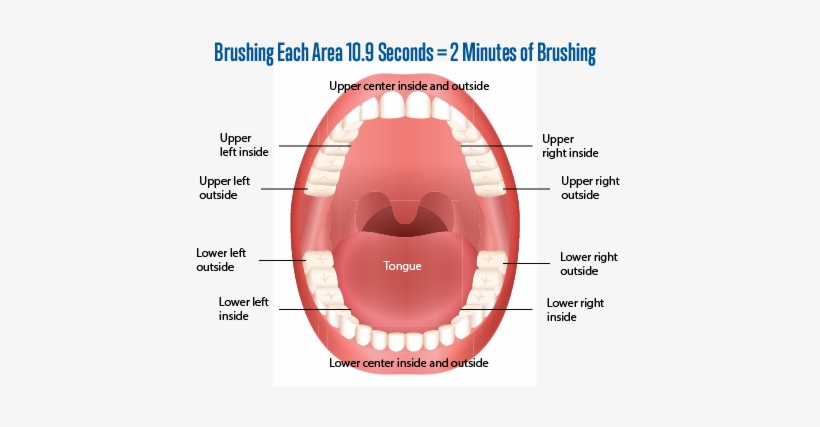 Tooth Brushing Time, Tooth Brushing, Toothbrushing, - Temporary Teeth And Permanent Teeth, transparent png #4015320