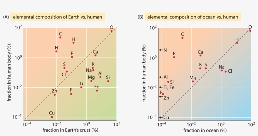 Comparing The Elemental Composition By Weight In Percent - Bacteria Elemental Composition, transparent png #4015641