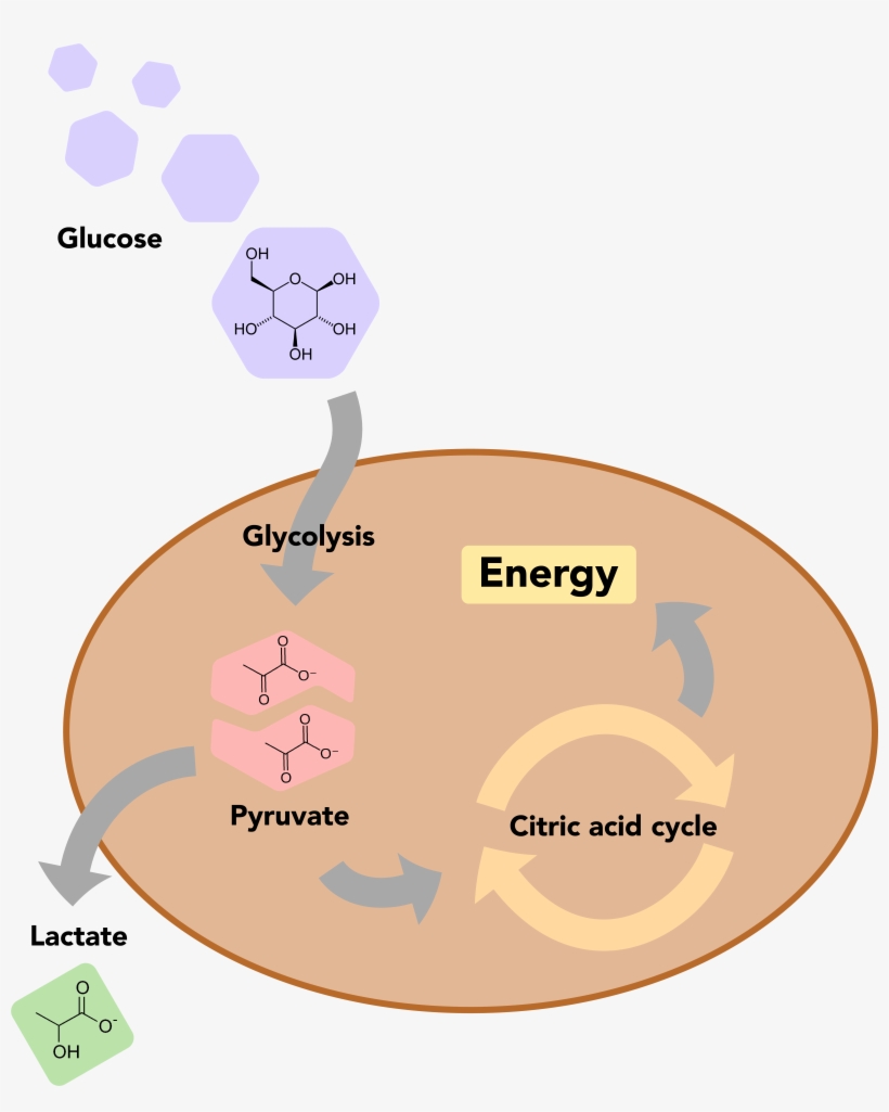 A Basic Overview Of Glucose Metabolism In Human Cells, transparent png #4015669