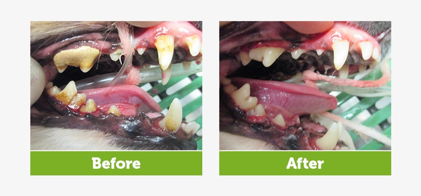 Your Dental Exam Is Also A Great Time For Your Veterinarian - Tongue, transparent png #4015733