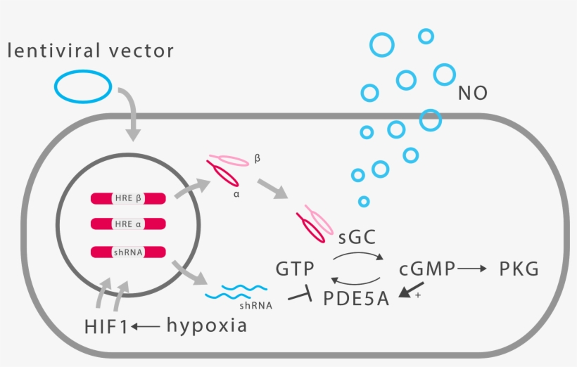 To Modify The Cgmp Metabolic Pathway In A Human Cell - Guanylyl Cyclase Nitric Oxide, transparent png #4015783