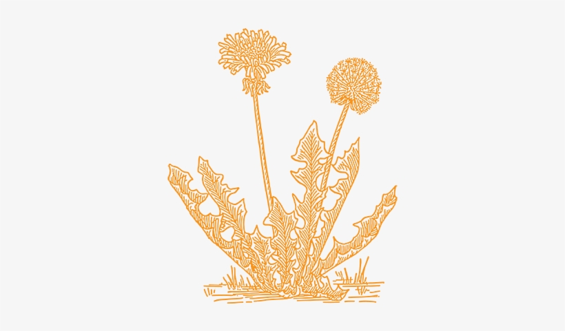 Dandelion Artists Social - Art Dandelion, transparent png #4015836