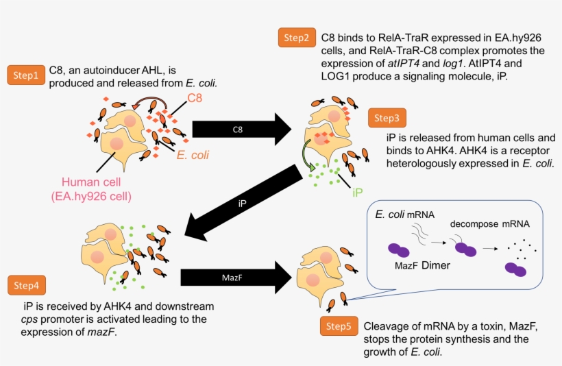 In A Real World, Multiple Kinds Of Organisms Co-exist - Bacterial Cell Co Culture, transparent png #4015861