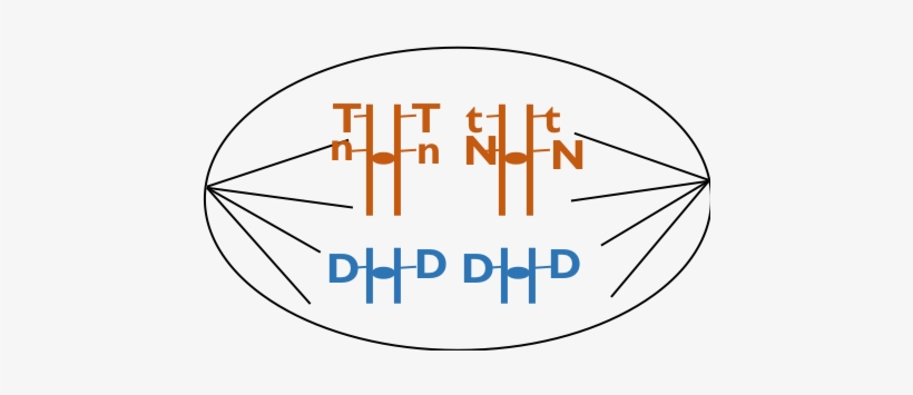Human Germ Cell, Showing All Of The Cell's Content - Circle, transparent png #4015883
