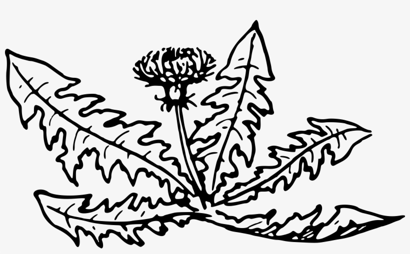 Big Image - Dandelion Clipart Black And White, transparent png #4015949