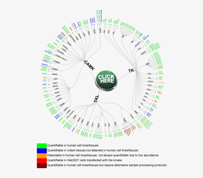 Camk, Tk And Tkl - Clipart 24 7, transparent png #4016012