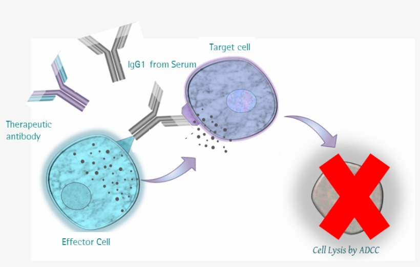 Impact Of Human Serum On Adcc Assays - Sartorius Stedim Biooutsource Ltd, transparent png #4016242