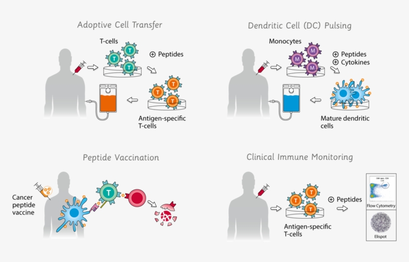 Immune Therapy, transparent png #4016447