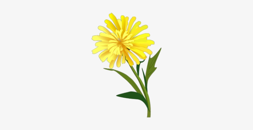Dandelion - English Marigold, transparent png #4016466