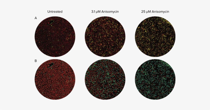 A Detailed Set Of Output Parameters Provided By The - Circle, transparent png #4017760