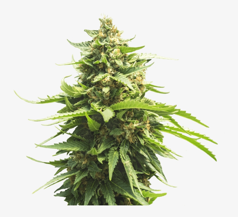Green Crack - Christmas Tree, transparent png #4018466