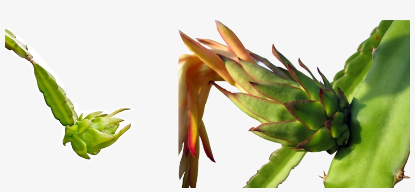Dragon Fruit - Dragon Fruit Leaf Png, transparent png #4019214
