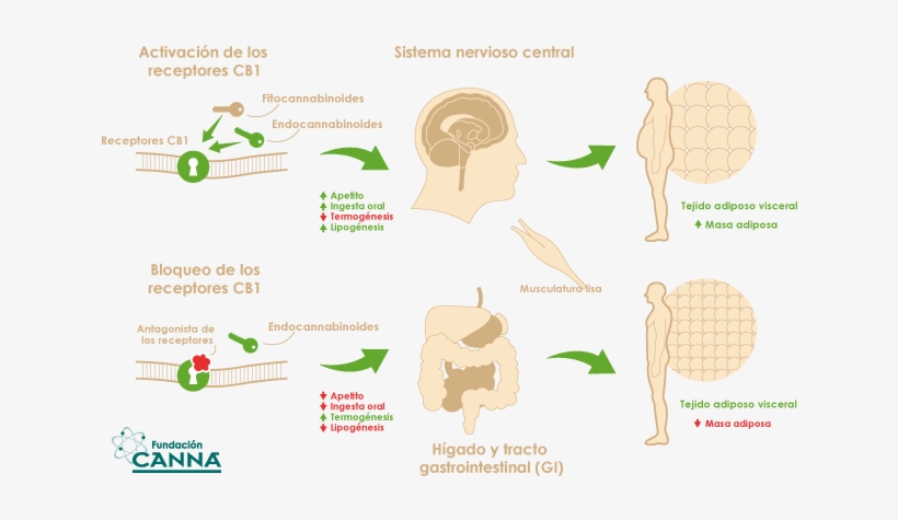 Que Son Y Como Trabajan Los Cannabionoides Del Cannabis - Fundacion Canna, transparent png #4019605