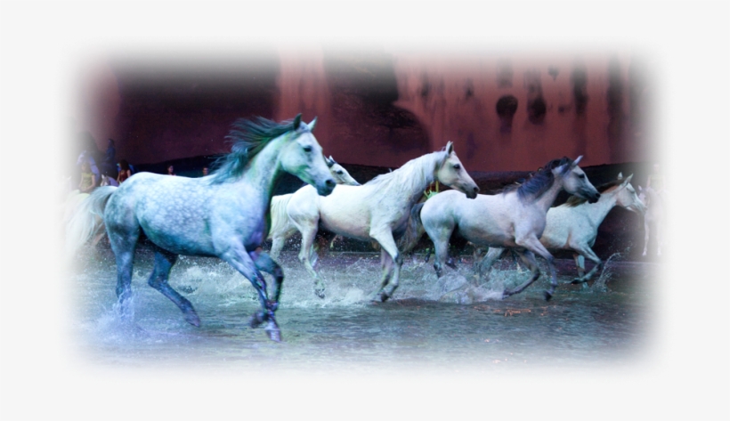 Odysseo, Nascar & Easy Ways To Change Your Diet This - Horses Cavalia, transparent png #4020537