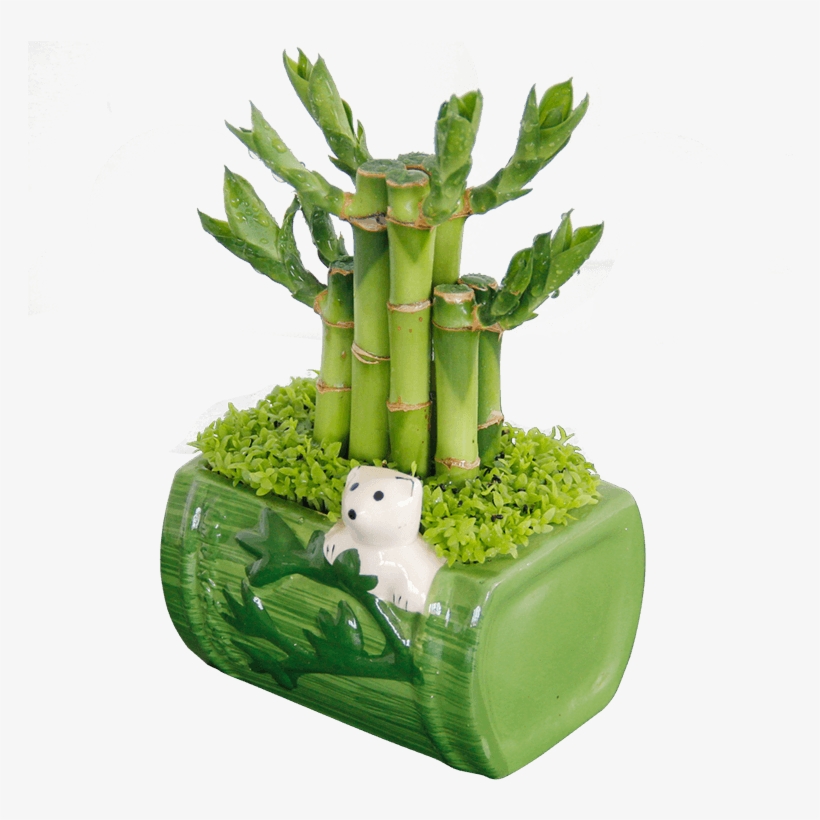 Get Quotations - Plants, transparent png #4020997