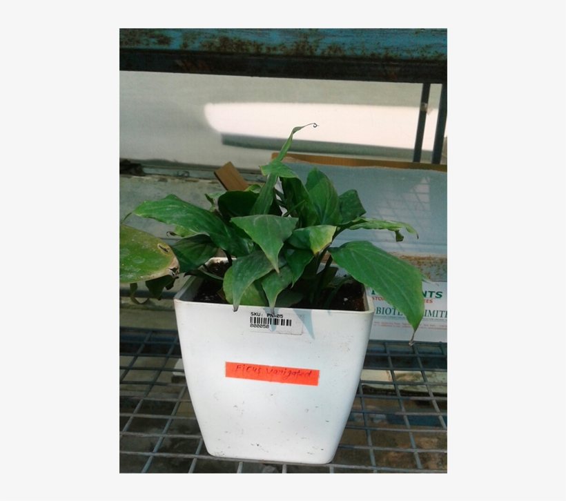 Flowerpot, transparent png #4021053