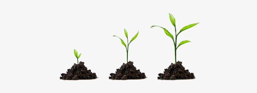 Execute Your Roll Out Under The Guidance Of An Experienced - Employee Growth, transparent png #4021430