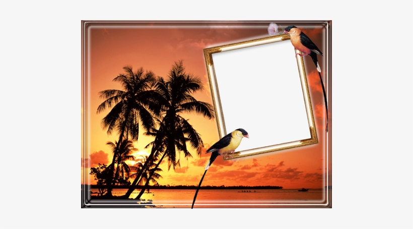 Photo Frame - Tropical Birds - Silent Moments / Various - Cd, transparent png #4022960
