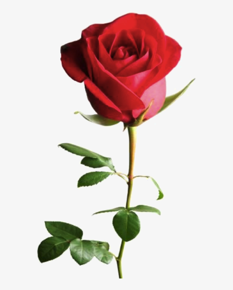 Curcuma - Read Rose Good Night, transparent png #4023379