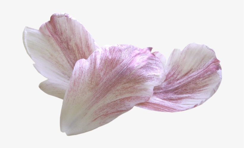 Flores Petalos 60 - Petal, transparent png #4023569