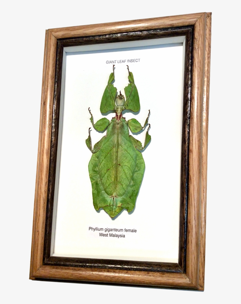 Wildwood Insects Framed Tropical Leaf Insect - Leaf Insects, transparent png #4023755