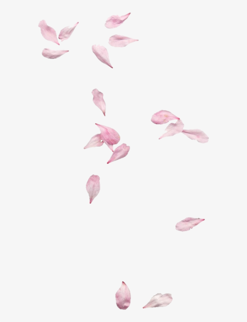 Discover The Coolest Petalas De Cerejeira Png Free Transparent Png Download Pngkey