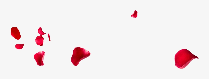 Buscanos En - - Rose, transparent png #4024281