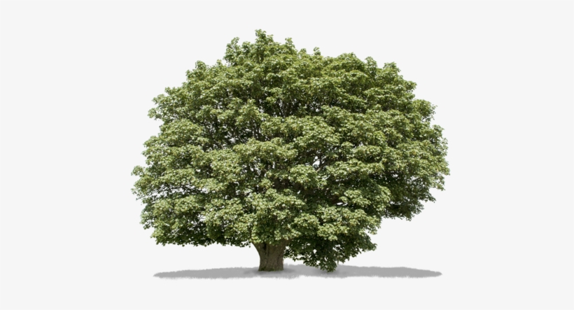 Acer Campestre Ii - Acer Campestre, transparent png #4024476