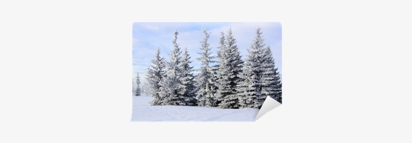 Winter View Of A Group Of Frost And Snow Covered Spruce - Snow, transparent png #4025159