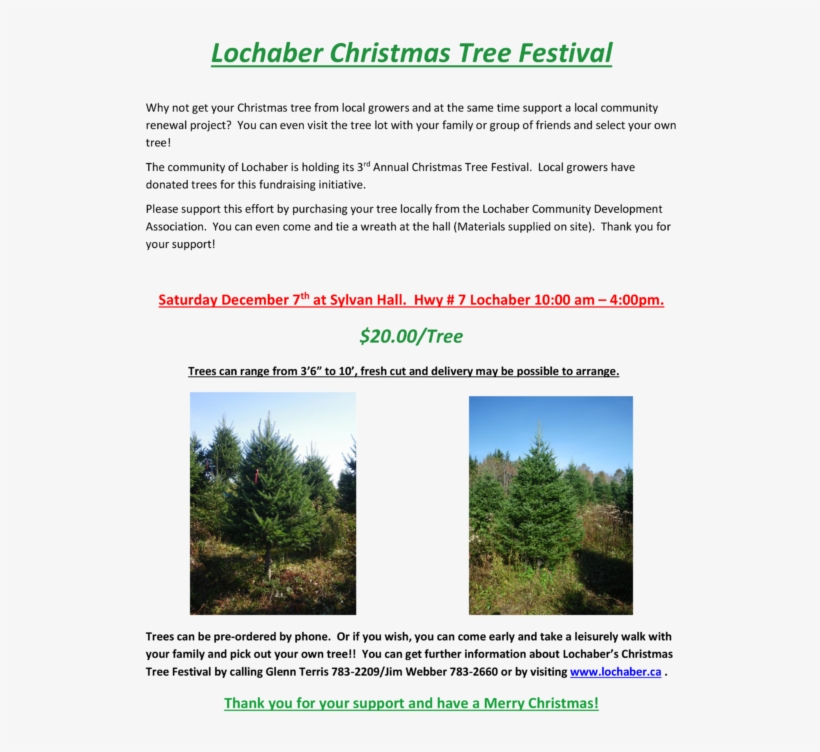 Lochaber Christmas Tree - Shortleaf Black Spruce, transparent png #4025558
