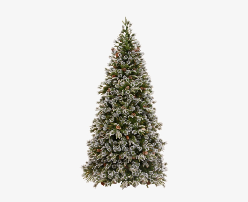 Xmas Pine Tree Png 21 By Iamszissz - Christmas Tree For Sale Philippines, transparent png #4025567