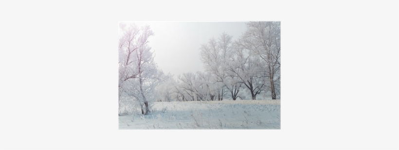 Winter Evening Landscape With Snowy Trees Poster • - Winter, transparent png #4025588