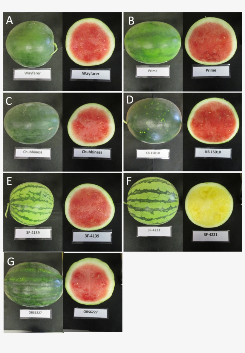 Seedless Watermelon Varieties In 2016 Variety Trial - Types Of Watermelon, transparent png #4026024