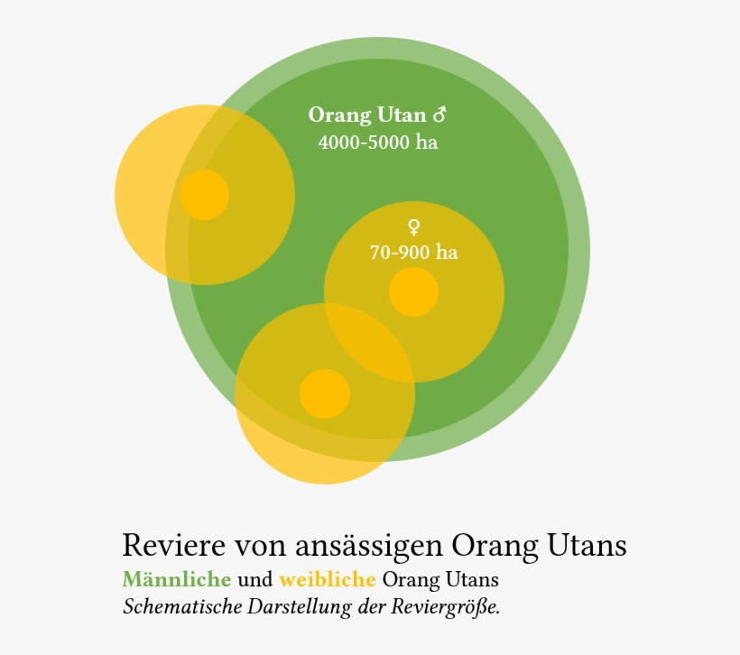 Orang-utan Revier - Human, transparent png #4026738