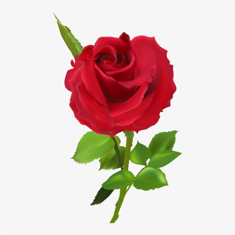 Яндекс - Фотки - Rose, transparent png #4026836