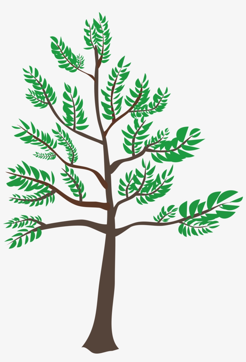 This Free Icons Png Design Of Young Cedar Tree, transparent png #4027330