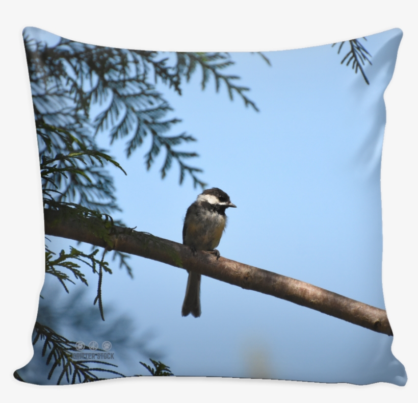 Chickadee In A Cedar Tree - Canvas Print, transparent png #4028074
