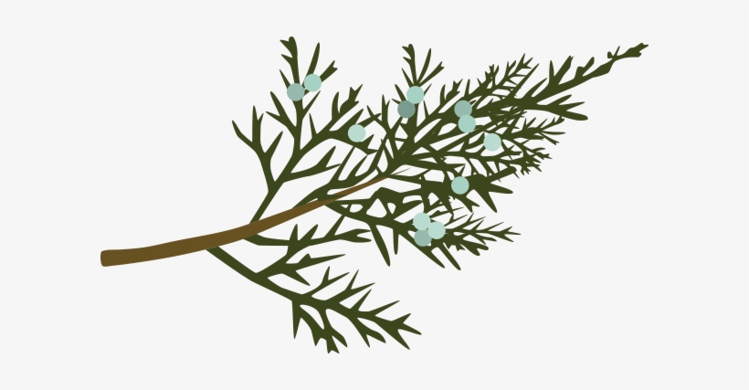 White Pine - Illustration, transparent png #4028147