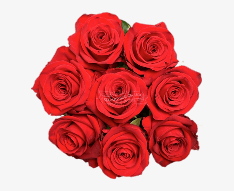 Floribunda, transparent png #4029050