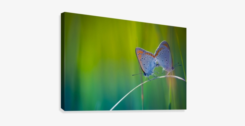 Butterfly Summer Background Canvas Print - Short-tailed Blue, transparent png #4029327